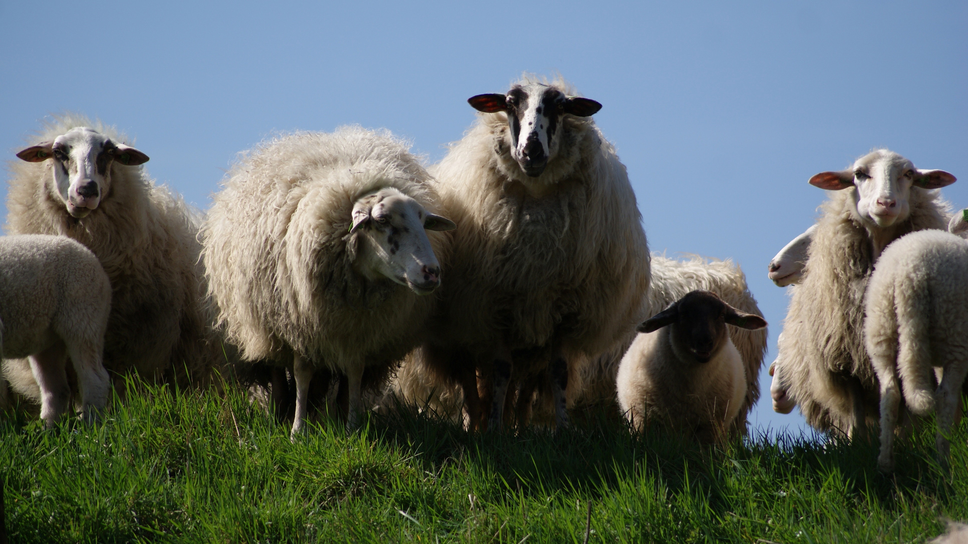 sheep in meadow