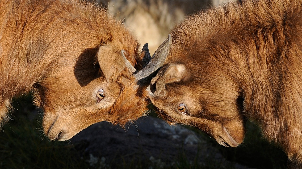 rams butting heads