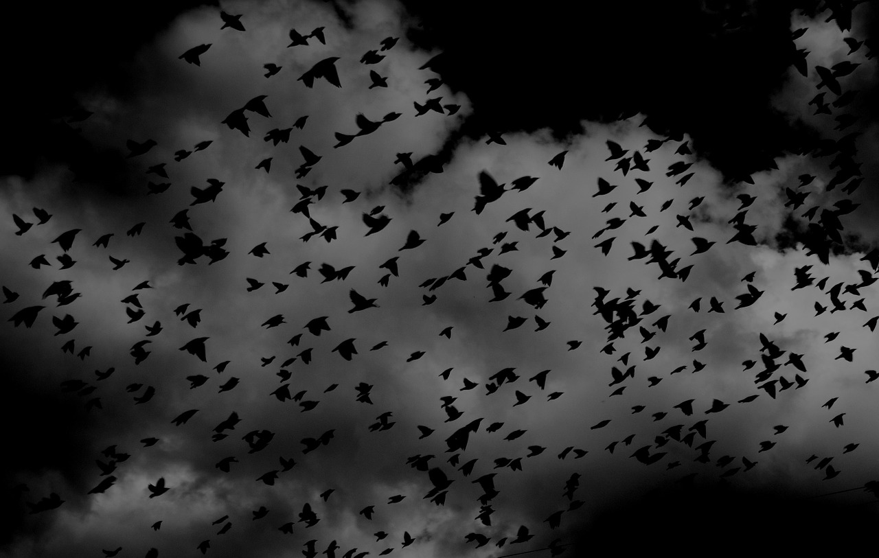 flock of birds