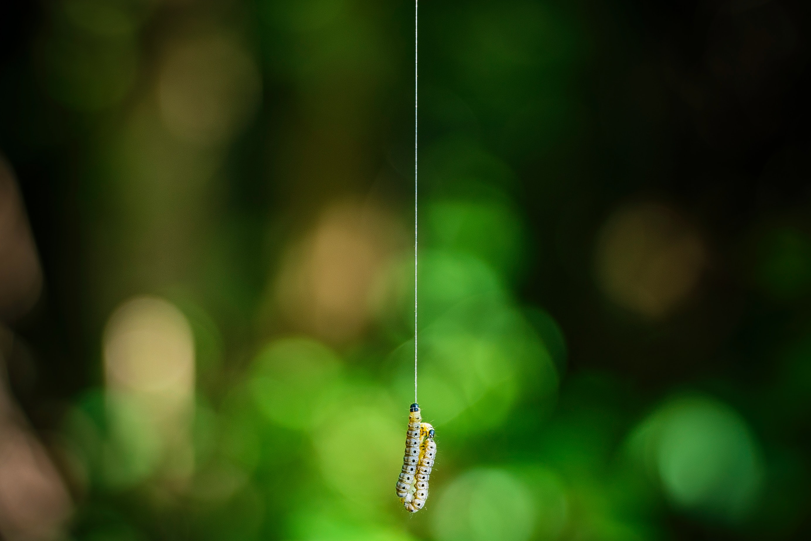 caterpillar dangling